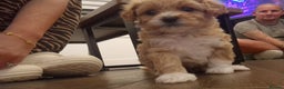 Maltipoo dogs for sale: Minnies maltipoos  - Advert 20