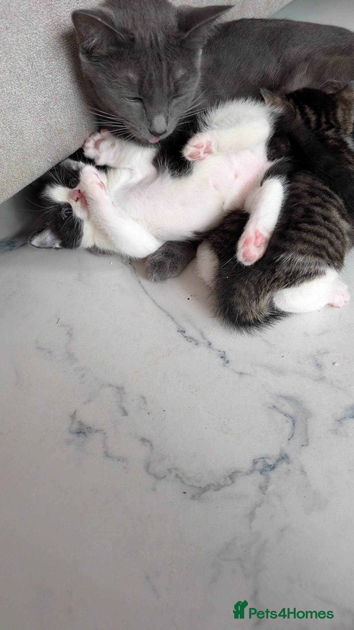 Mixed Breed cats Gorgeous male kitten  - Advert 1