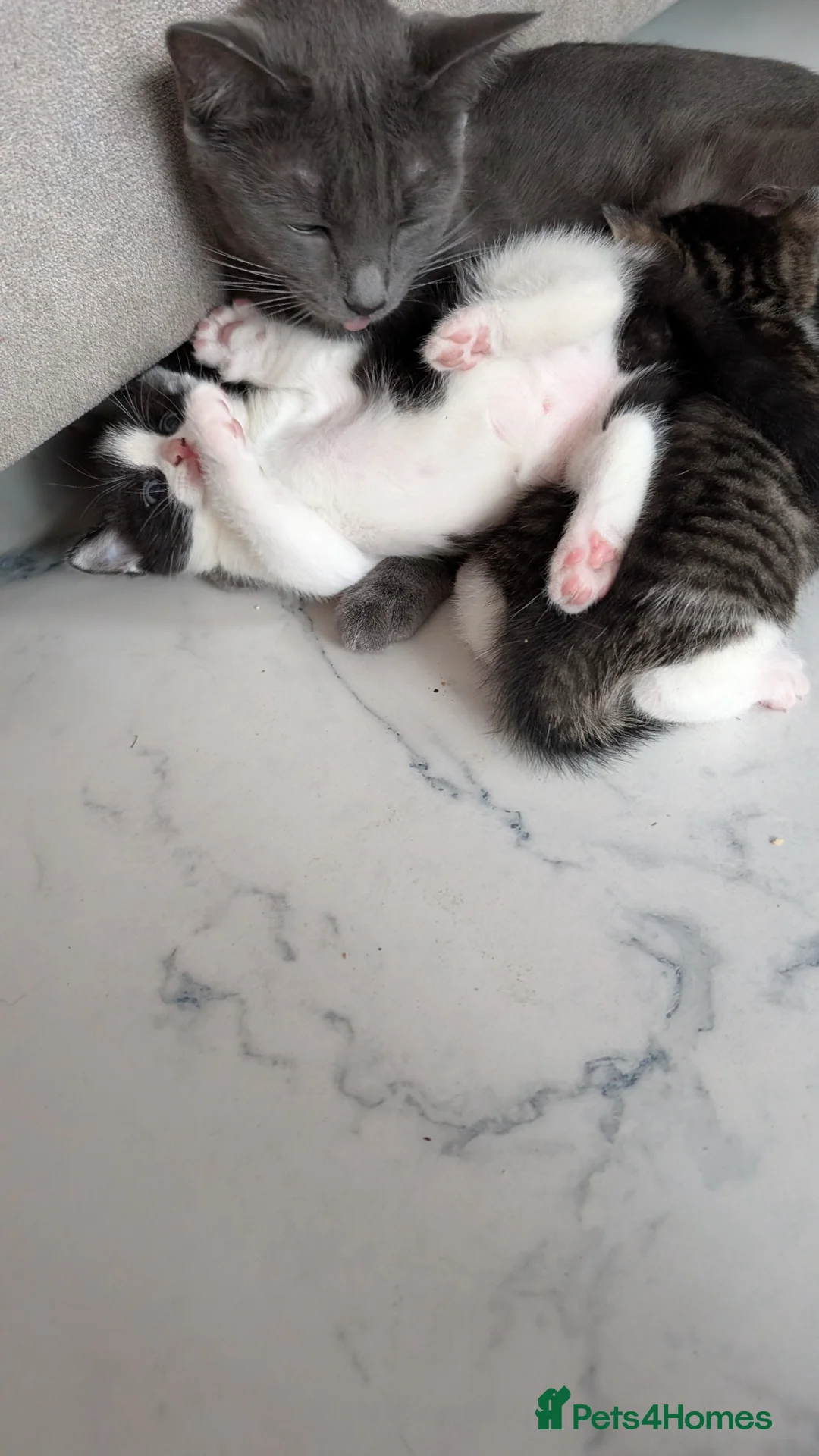 Mixed Breed cats for sale: Gorgeous male kitten  in Leigh - Advert 1