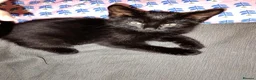 Mixed Breed cats for sale: 3 male kittens  - Advert 3