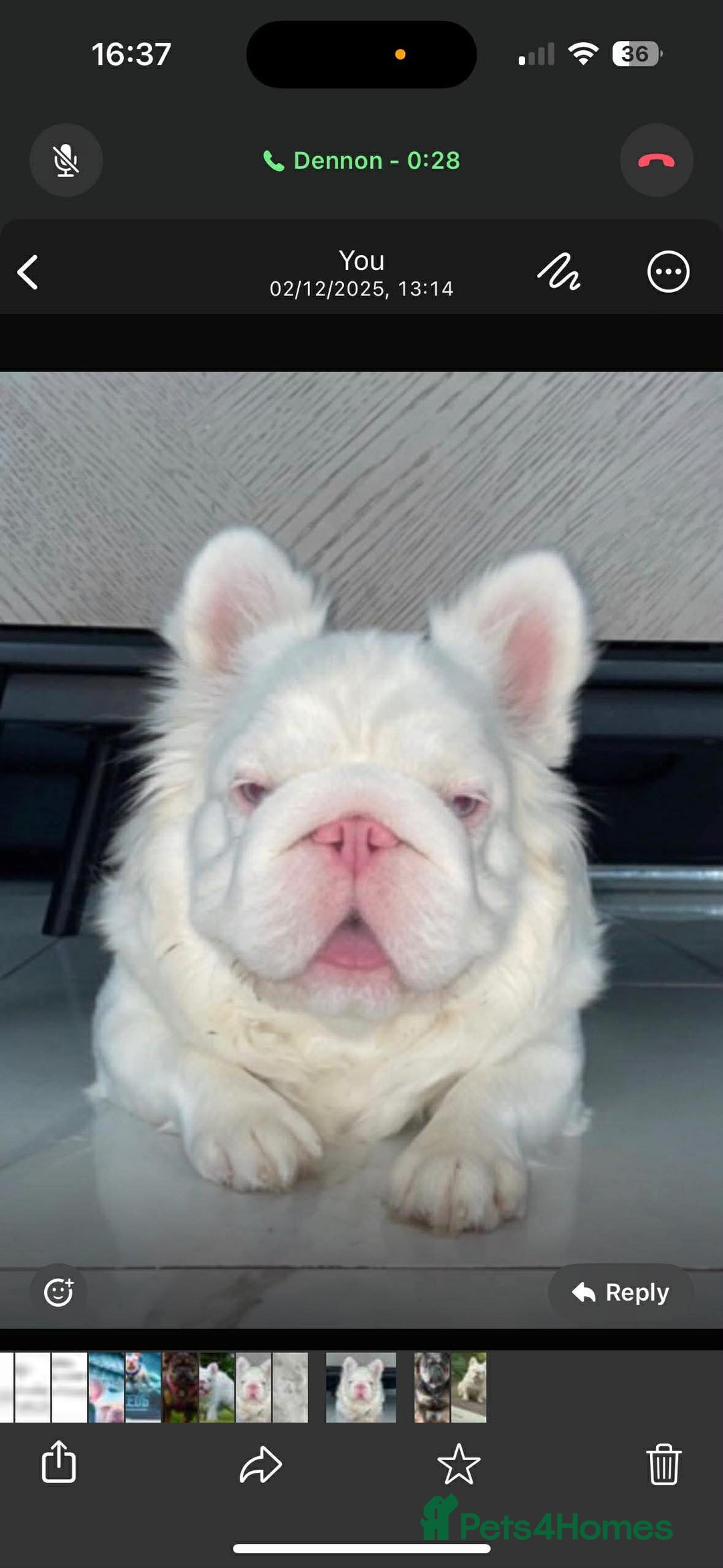 French Bulldog dogs for sale: Top quality fluffy Frenchbulldogs - Advert 3