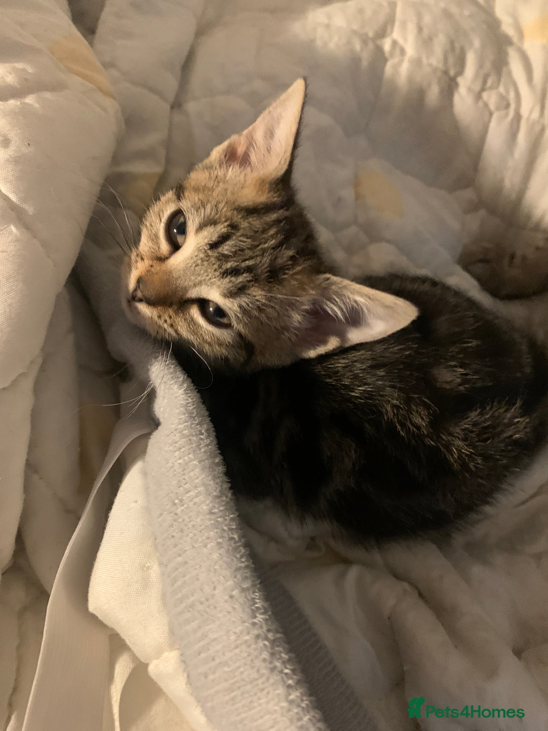 American Shorthair cats for sale: American shorthair tabby kittens  - Advert 8