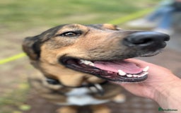 Mixed Breed dogs for sale: Belgian Malinois / Turkish Kangal / Cane Corso - Image 2