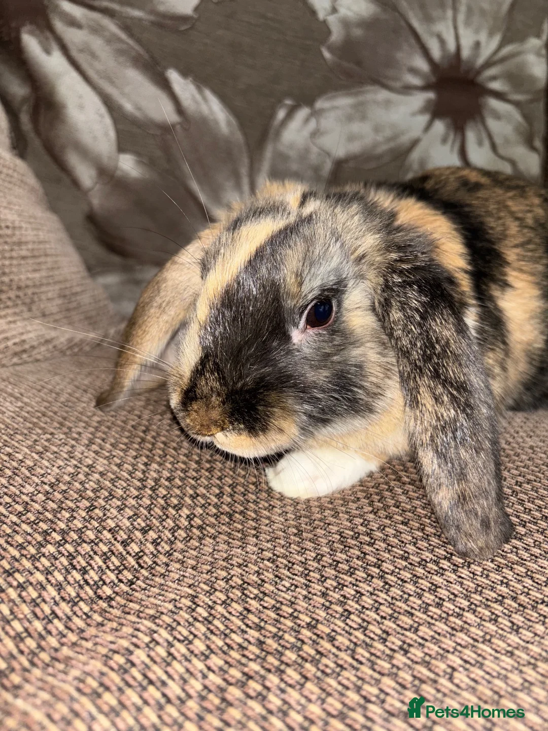 Mixed Breed rabbits for sale: Female rabbit  in Liverpool - Advert 1