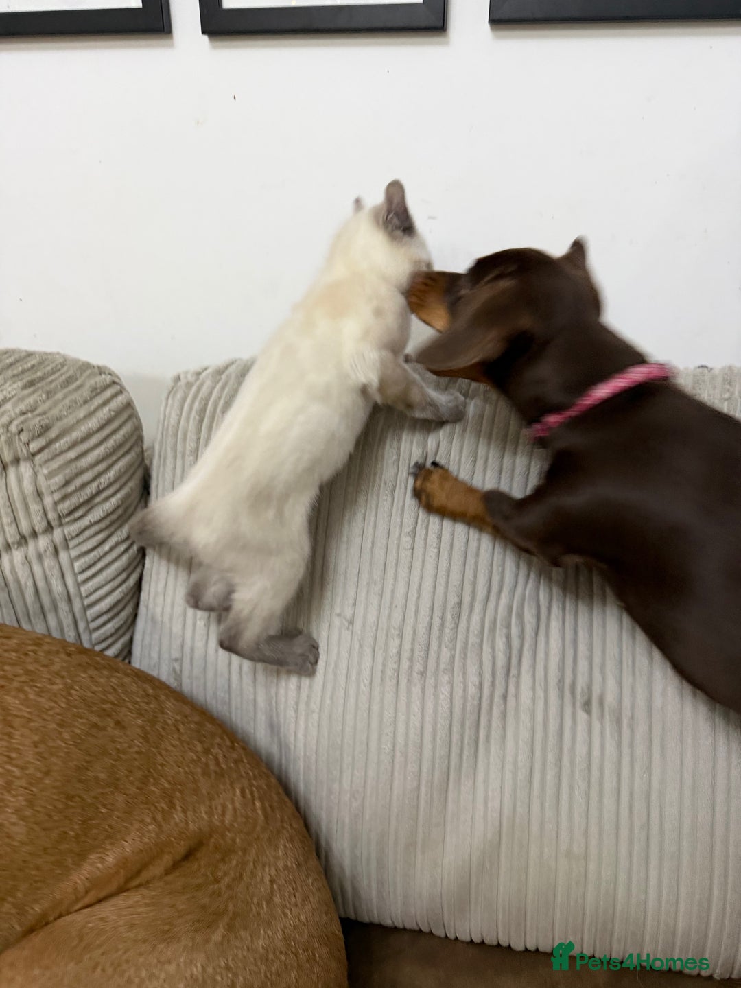 Ragdoll cats for sale: A very special little boy! - Advert 7