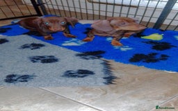 Miniature Dachshund dogs for sale: Fully vaccinated kc redg choc & tan mini boy - Image 5