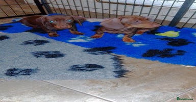 Miniature Dachshund dogs - Advert 5