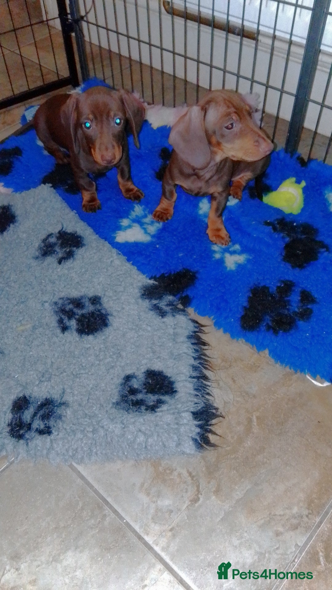 Miniature Dachshund dogs for sale: Fully vaccinated kc redg choc & tan mini boy - Image 5