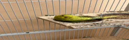 Budgerigars birds for sale: Baby budgie for sale 2 to 3 months  - Advert 1