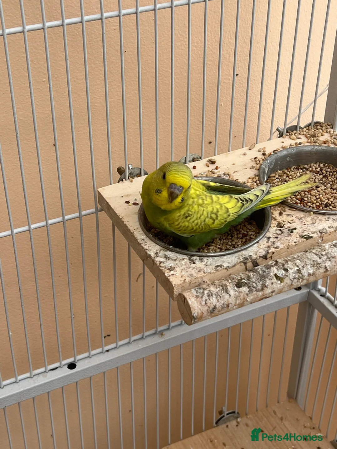 Budgerigars birds for sale: Baby budgie for sale 2 to 3 months  - Advert 1