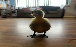 Ducks poultry for sale: Indian runner ducklings - Image 19