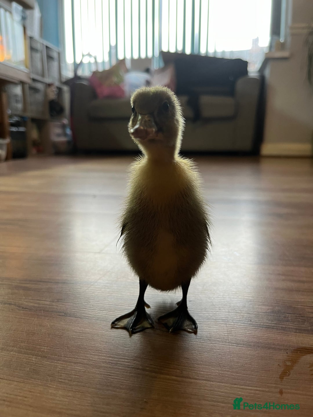 Ducks poultry for sale: Indian runner ducklings - Image 19