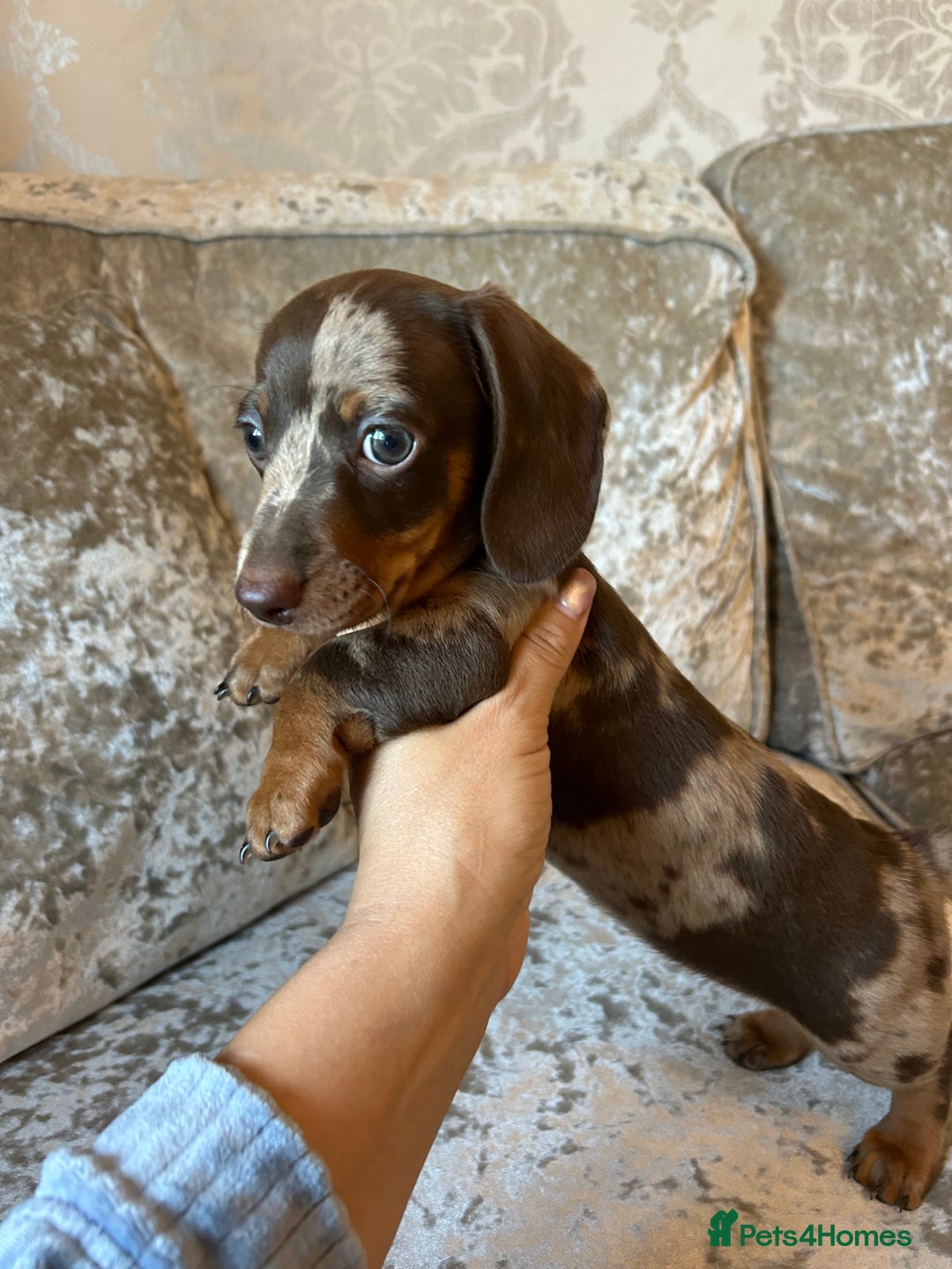 Dachshund dogs for sale: Dachshund puppies  - Image 14