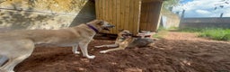 Mixed Breed dogs for adoption: Meet Meeko, currently residing in Cheshire  in Nantwich - Advert 10