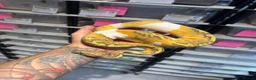 Python Snake reptiles for sale: Clown, hypo, hets, various morphs available  - Advert 19