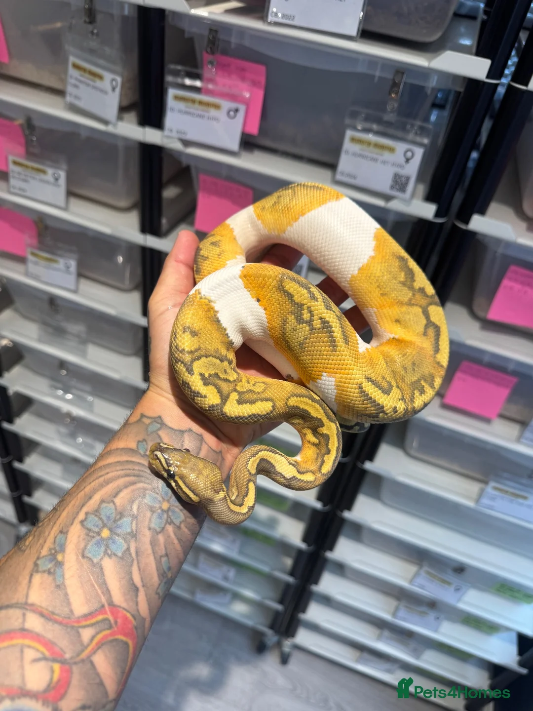 Python Snake reptiles for sale: Clown, hypo, hets, various morphs available  - Advert 19