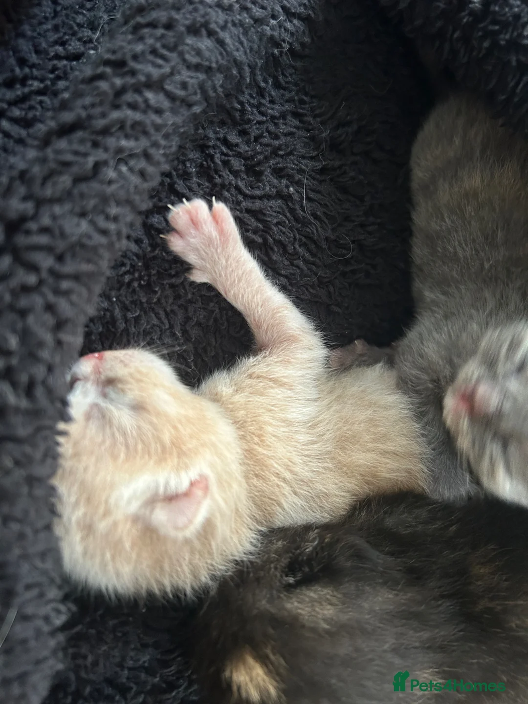 Mixed Breed cats for sale: 3 kittens for sale unique colourings in Ilminster - Advert 2