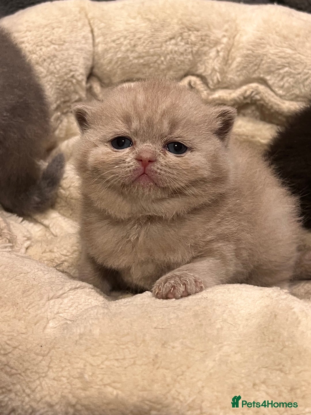 British Shorthair cats for sale: Multi-colour GCCF British Shorthair kittens  - Advert 29
