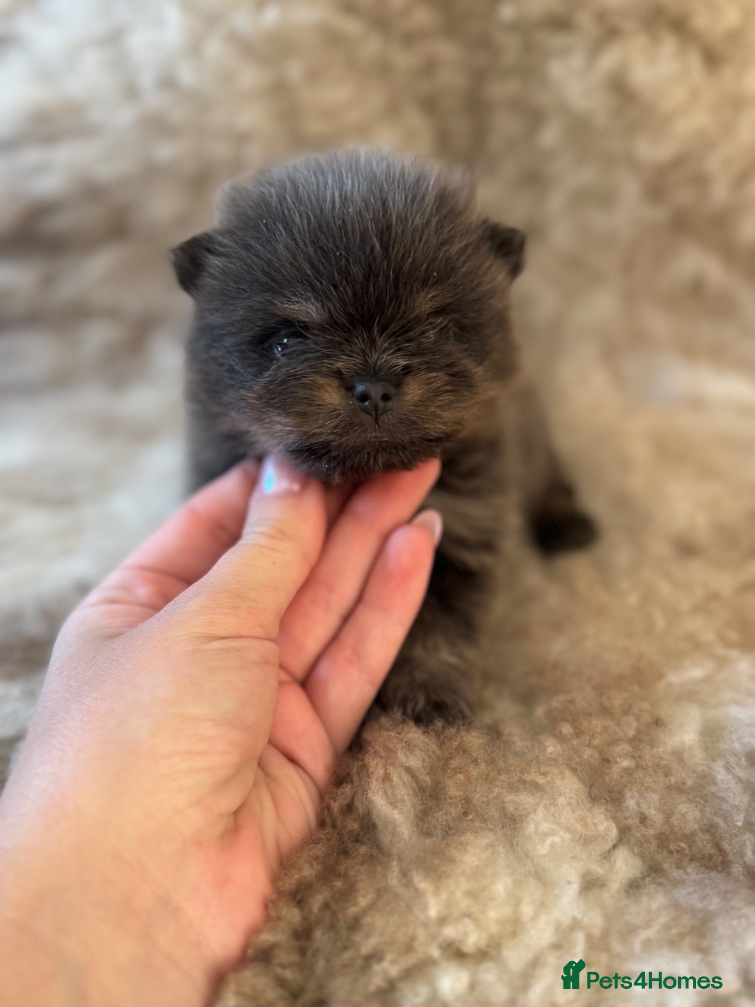 Pomeranian dogs Exclusive Stunning KC reg Teddy Bear Poms - Advert 4