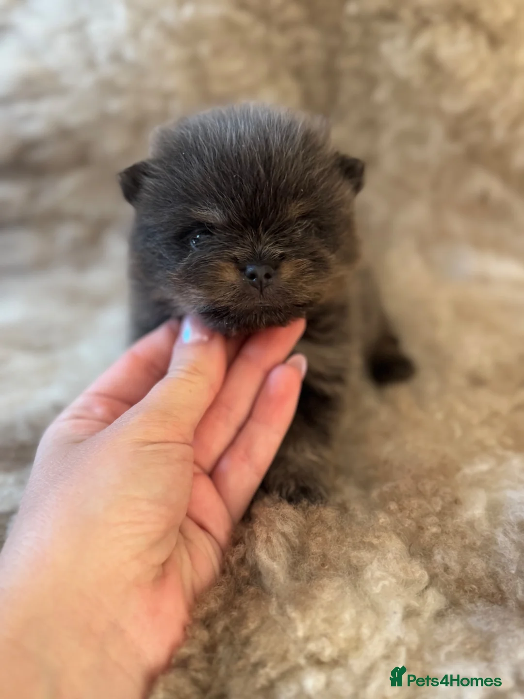 Pomeranian dogs for sale: Exclusive Stunning KC reg Teddy Bear Poms - Advert 1