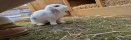 Dutch rabbits for sale: Bonded 10 week old dutch x french lop sisters - Advert 2