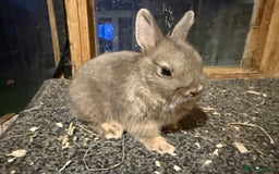 Netherland Dwarf rabbits for sale: Young Netherland Dwarfs for sale in Barrow-in-Furness - Image 29