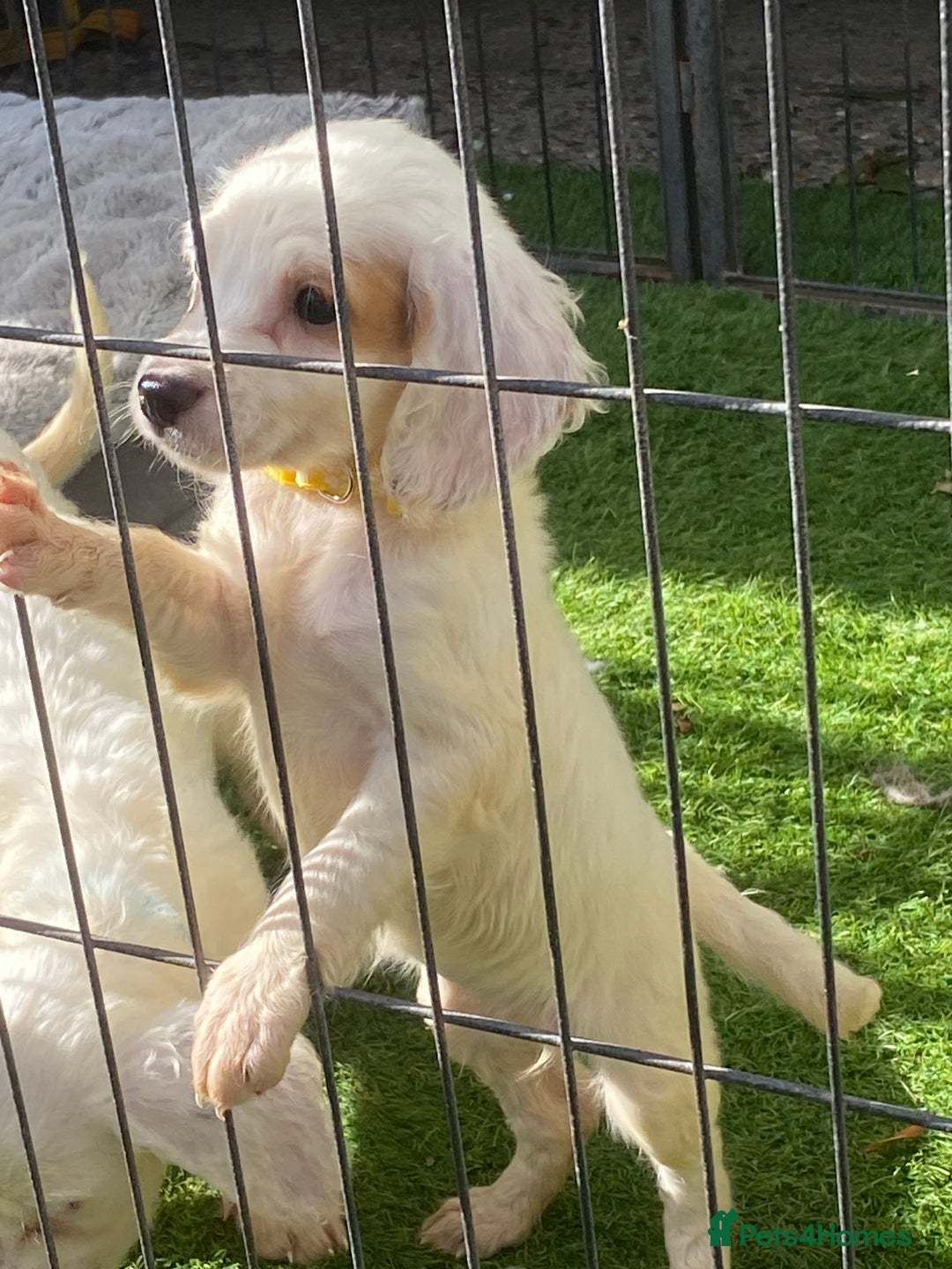 Cocker Spaniel dogs for sale: Cocker spaniel puppies  - Image 5