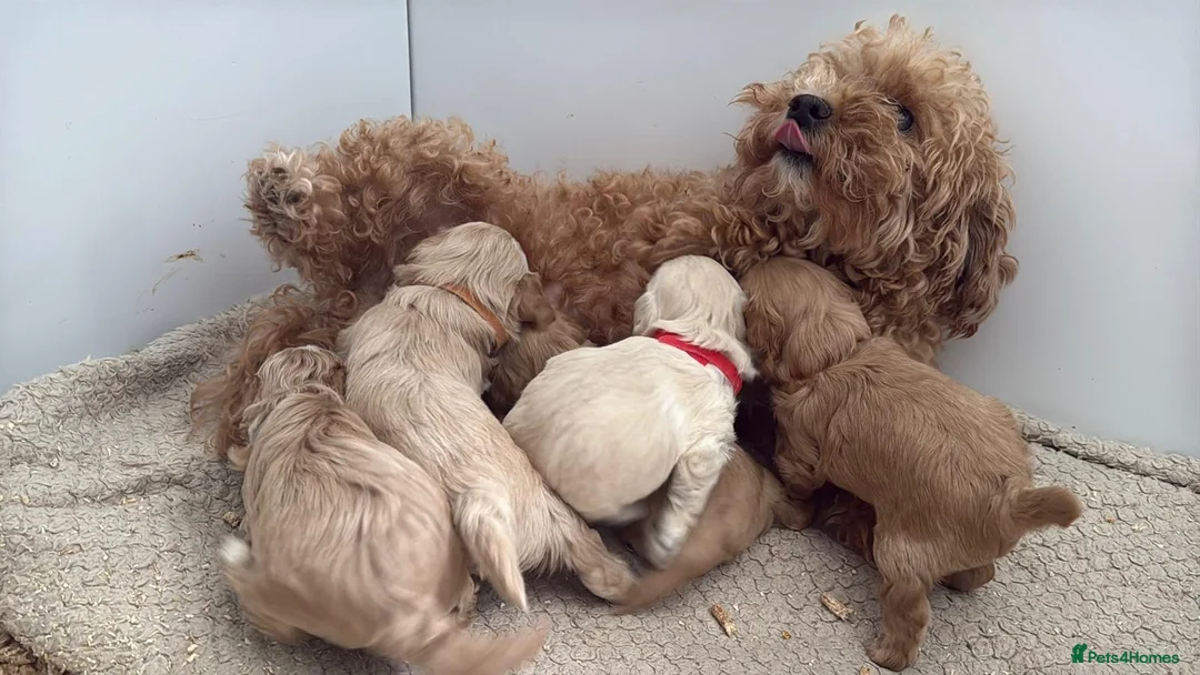 Maltipoo dogs for sale: SEE ALL OUR PUPPIES ON INSTA. OAKWELL RETRIEVERS  - Advert 22