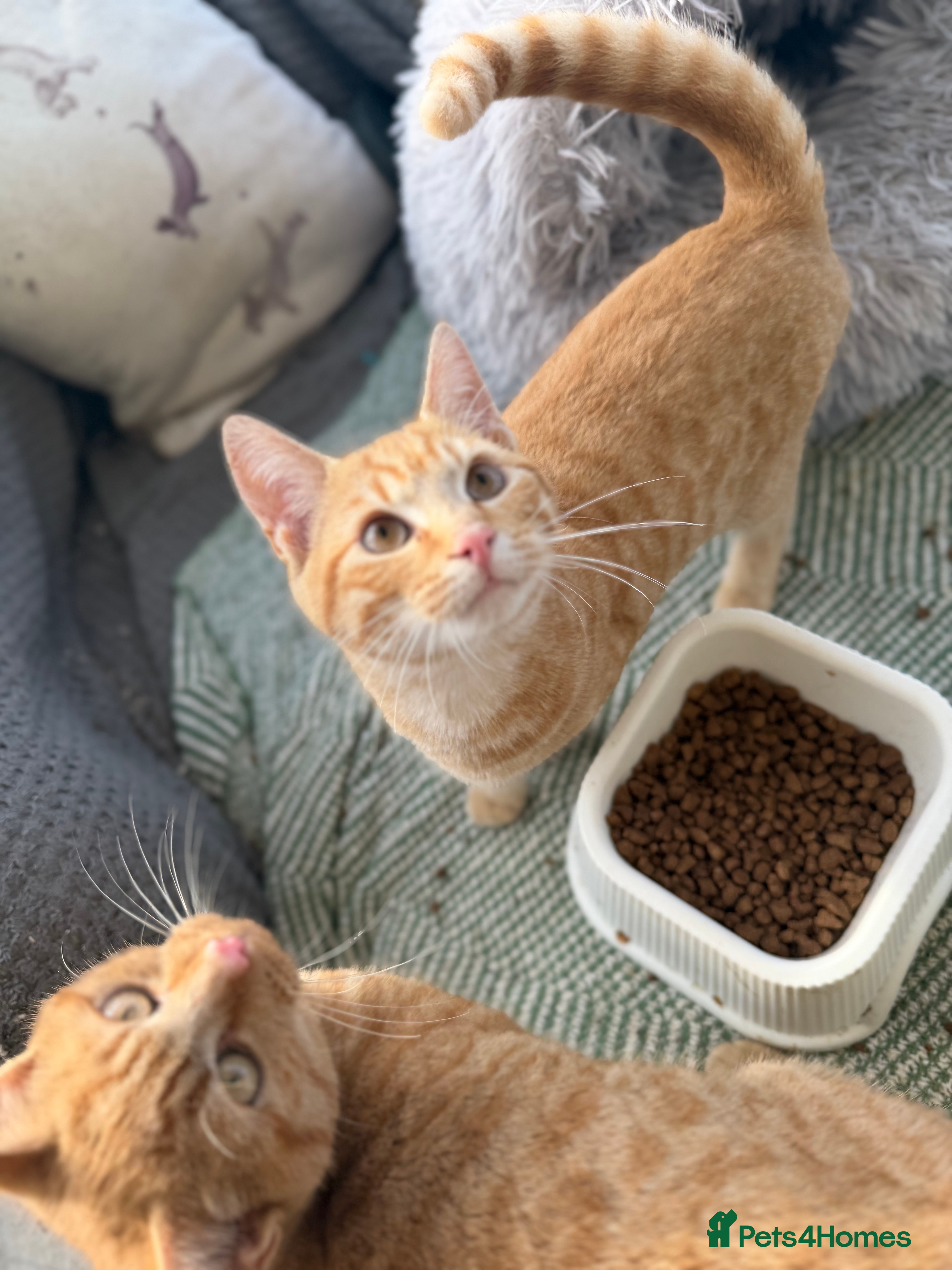 Mixed Breed cats Ginger & Tortoise Shell Kittens for sale  - Advert 2