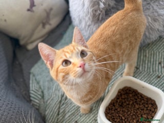 Mixed Breed cats Ginger and Tortoise shell kittens for sale - Advert 1