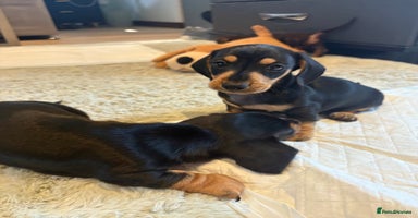 Miniature Dachshund dogs - Advert 1