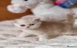 Exotic cats for sale: Superb Exotic Chinchilla kittens - Health tested  - Image 11