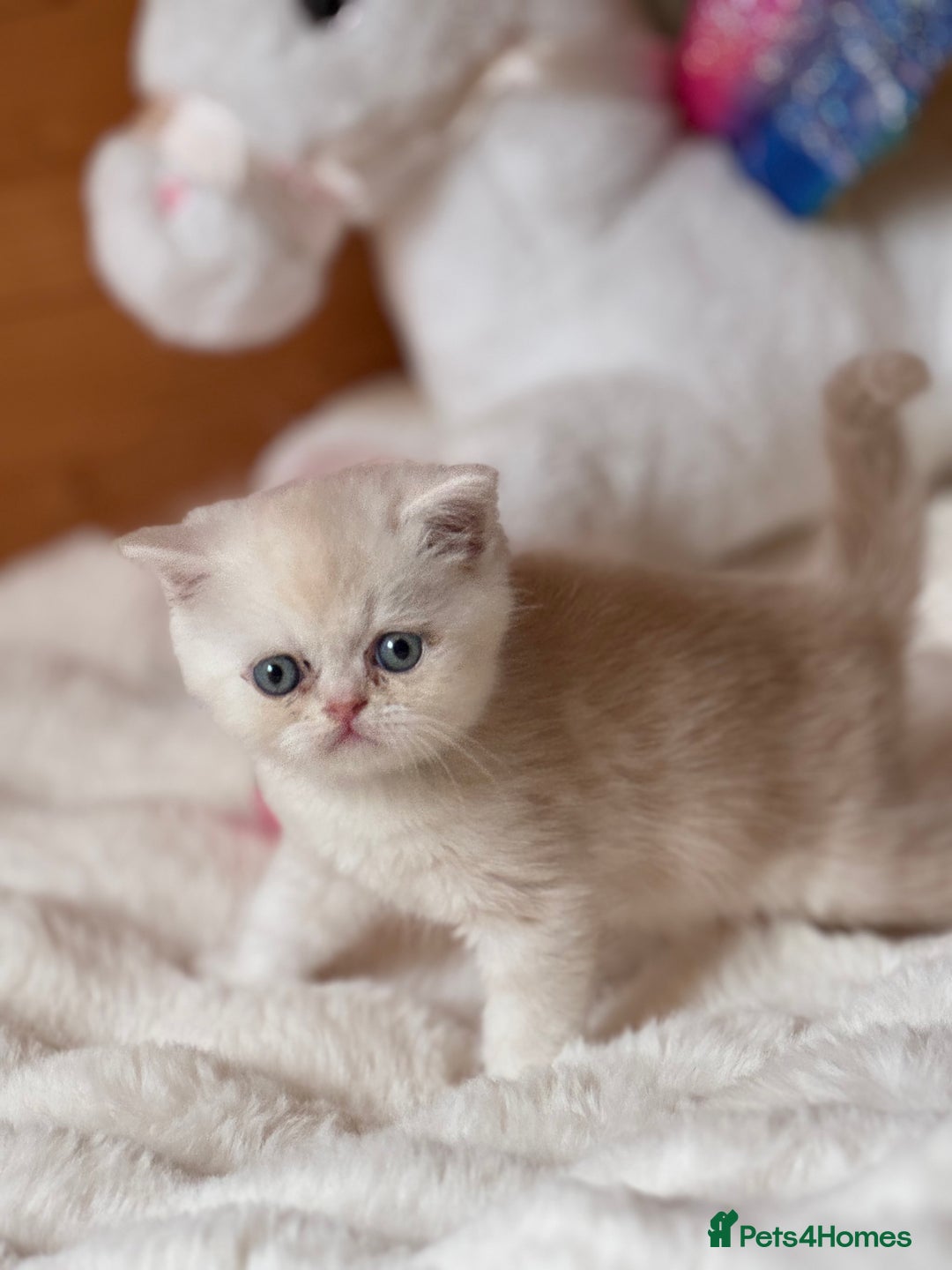 Exotic cats for sale: Superb Exotic Chinchilla kittens - Health tested  - Image 11