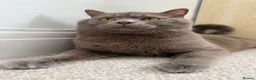 British Shorthair cats for sale: Bear, fawn/lilac Male British Shorthair  - Advert 6
