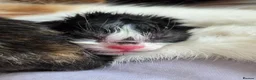 Domestic Shorthair cats for sale: Beautiful, healthy & happy kittens for rehoming in Cranbrook - Advert 15