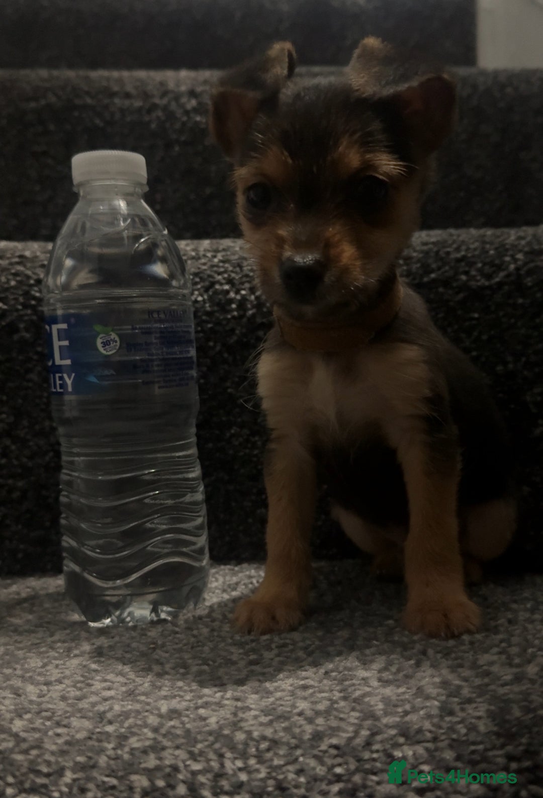 Mixed Breed dogs for sale: PUPPIES FOR SALE  - Advert 5