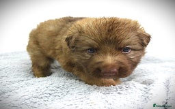 German Shepherd dogs for sale: GORGEAOUS K/C Registered German Shepherd puppies - Image 31