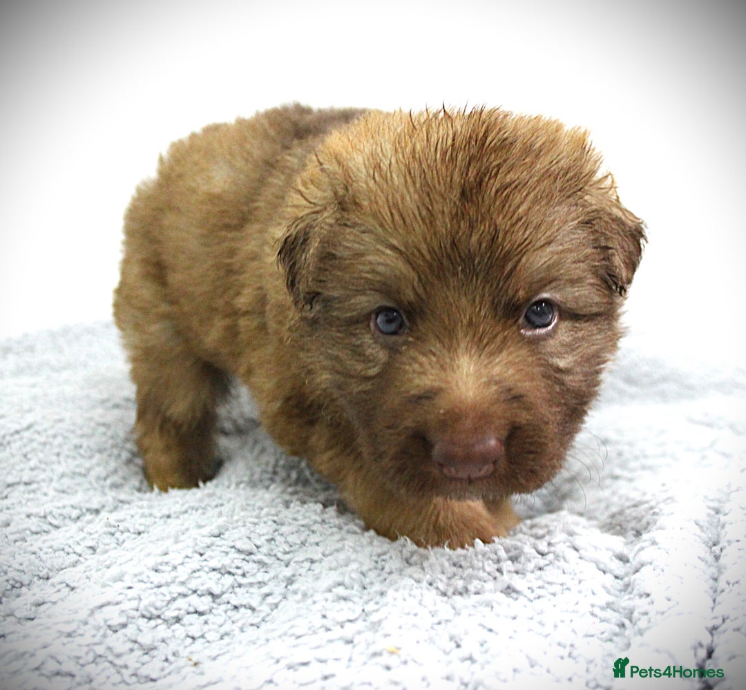German Shepherd dogs for sale: GORGEAOUS K/C Registered German Shepherd puppies - Image 31