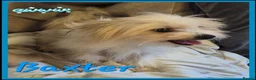 Chorkie dogs for sale: 2 gorgeous Chorkies looking for new homes  - Advert 5