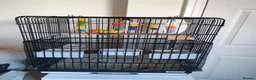 Lovebirds birds for sale: Pair of lovebirds with cage full setup in Barnsley - Advert 4