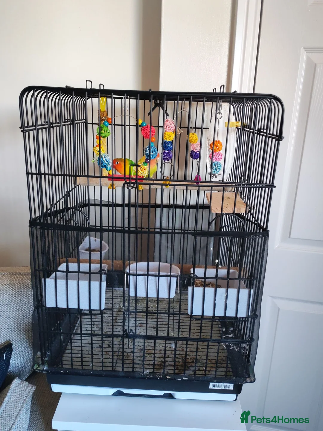 Lovebirds birds for sale: Pair of lovebirds with cage full setup in Barnsley - Advert 4