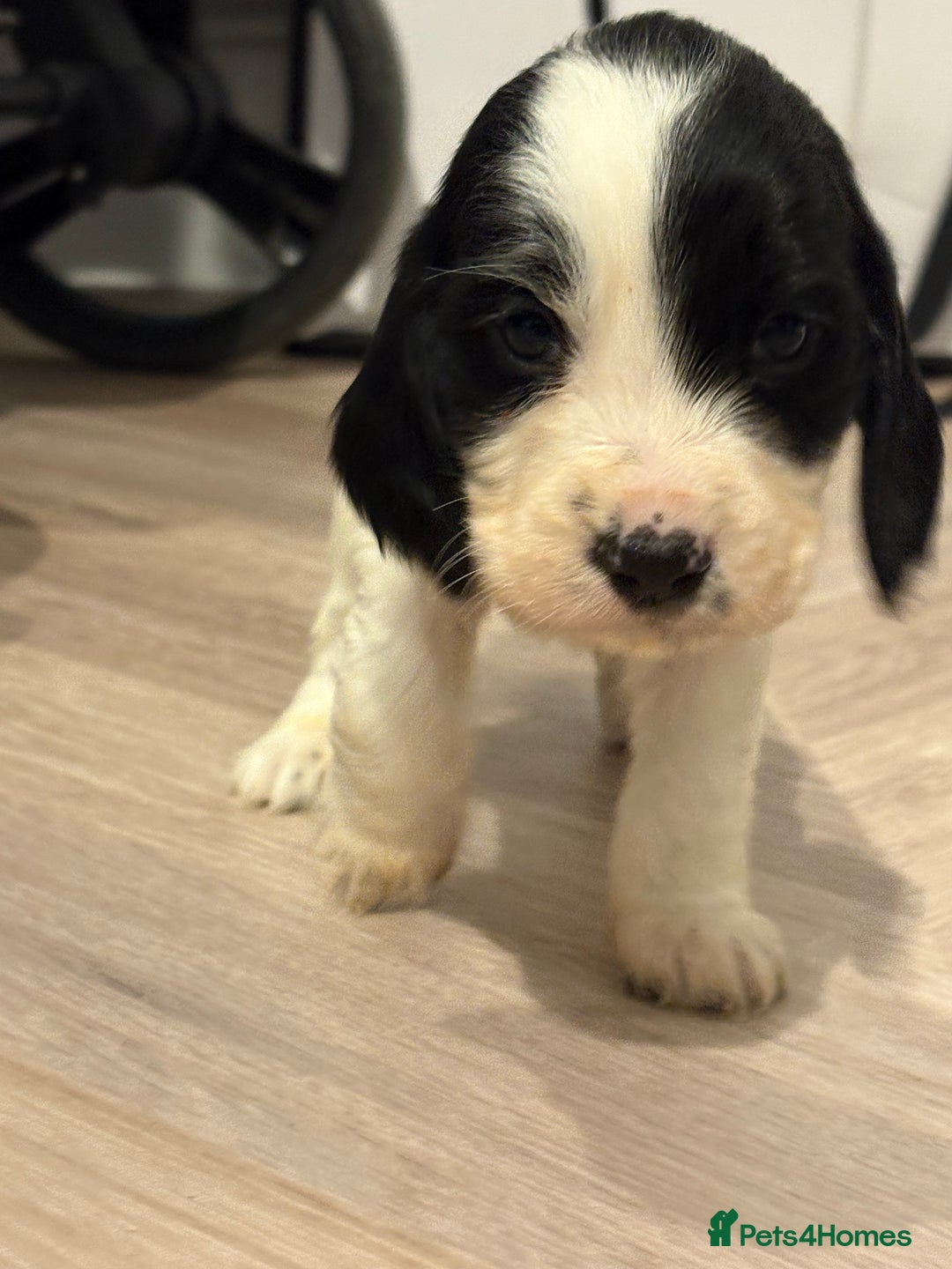 Cocker Spaniel dogs for sale: Adorable cocker spaniel puppies  - Advert 17