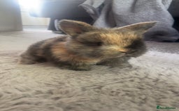 Harlequin rabbits for sale: Harlequin x mini lop bunnies for sale  - Image 1