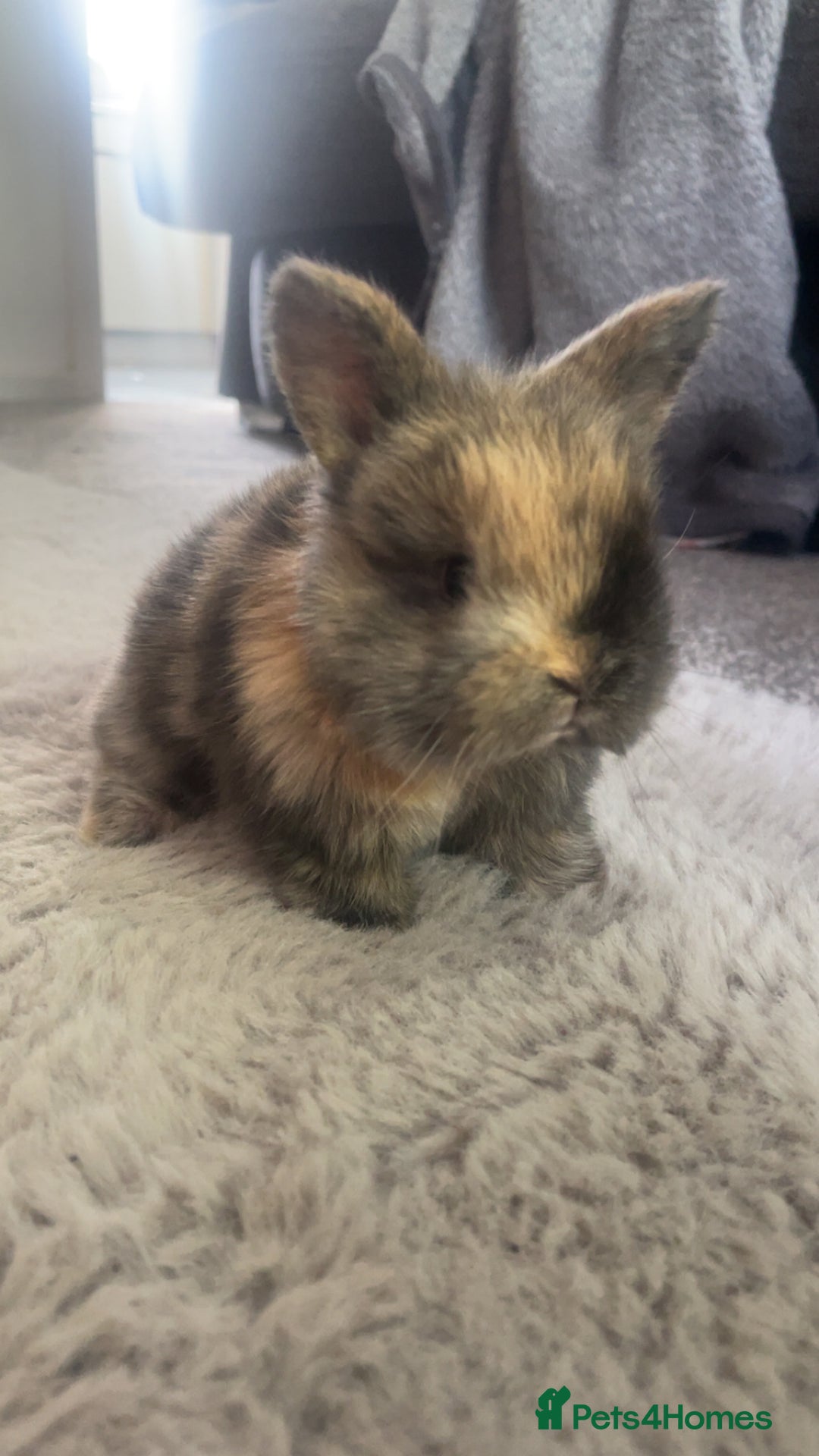 Harlequin rabbits for sale: Harlequin x mini lop bunnies for sale  - Image 1