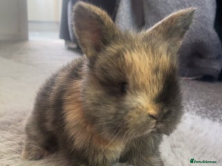 Harlequin rabbits - Advert 4