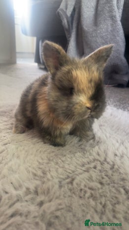 Harlequin rabbits Harlequin x mini lop bunnies for sale - Advert 1