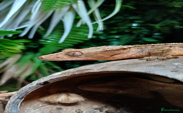 Gecko reptiles - Advert 9
