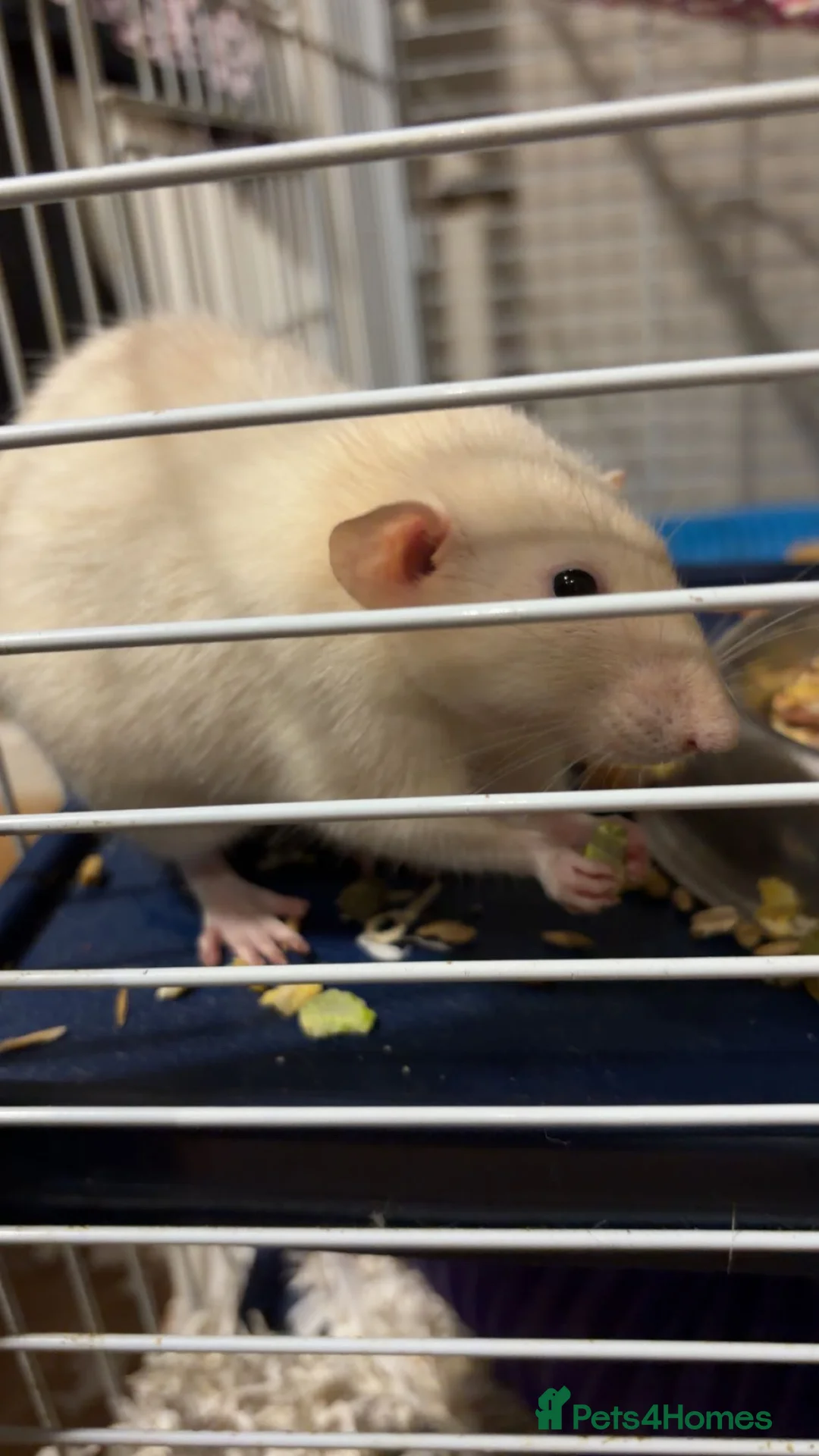 Rat rodents for sale: 4 male rats for sale  - Advert 1