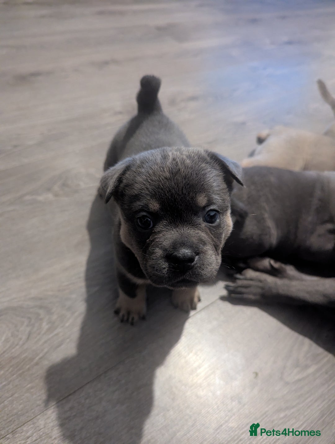 Mixed Breed dogs for sale: Beautiful Frenchie x chow chow puppies. - Advert 10