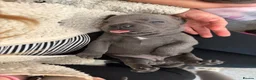 Staffordshire Bull Terrier dogs for sale: KC Registered Staffordshire Bull Terrier Puppies - Advert 14